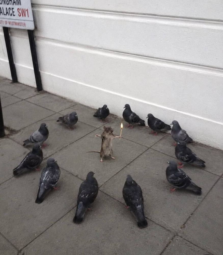 A rat holding a lit match surrounded by a circle of pigeons