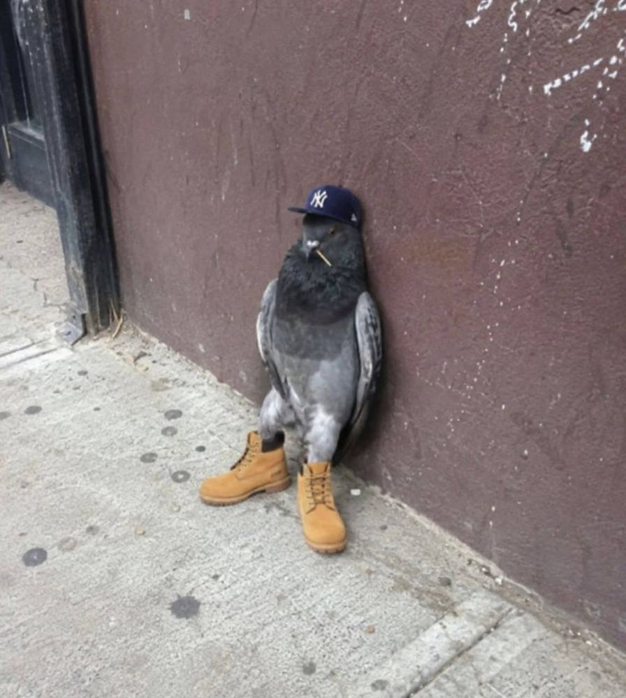 Pigeon in a fitted cap and work boots posted up against a wall